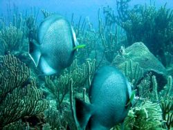 Pair of gray angelfish swim towards a squirrelfish. Taken... by Drew Fleeter 